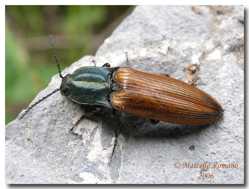 Insetti del Parco Adamello Brenta (TN): immagini e appunti